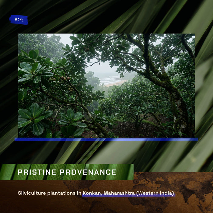 ETHERVA® Tamanu Oil / Unrefined & Raw / Cold Pressed